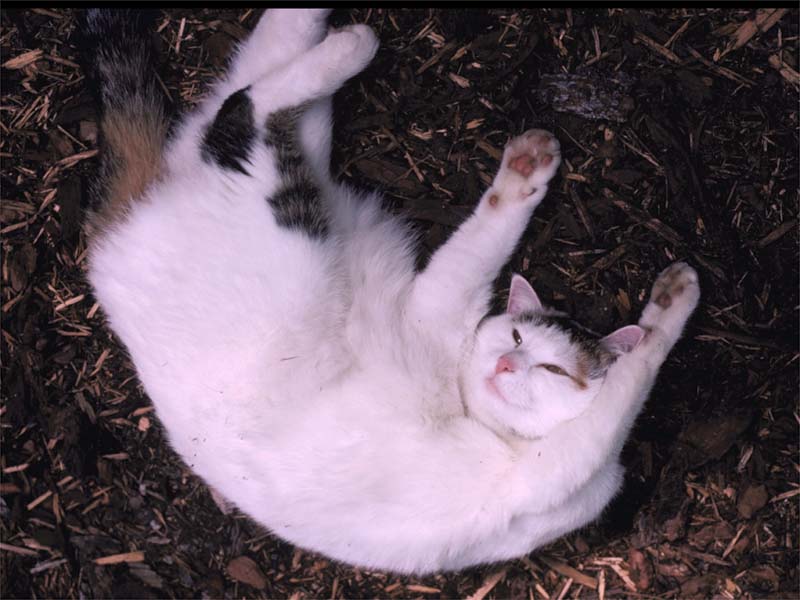 Frosty in 1983