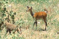 Bushbuck