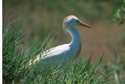 Cattle Egret at Lake Manyara