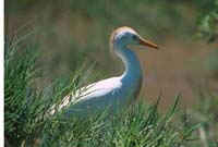 Cattle egret