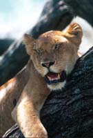 Lion in a Tree