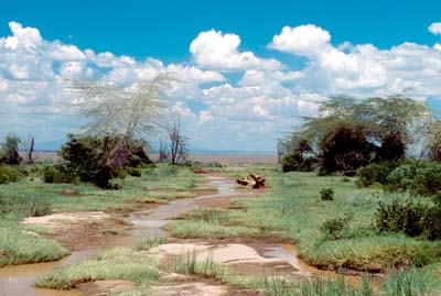 Tributary feeding Lake Manyara