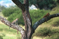Leopard cubs