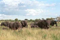 Elephant herd