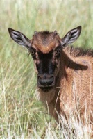 Wildebeest calf