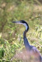 Heron