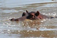 Hippopotamus