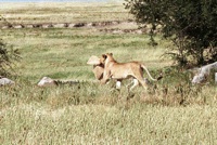 Lion