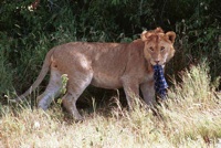 lion