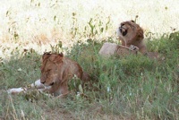 Lions