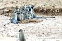 Vervet monkeys
