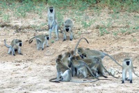 Vervet monkeys