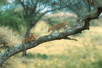 Leopard cubs
