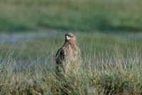 Tawny eagle