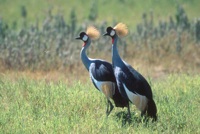 Crowned cranes