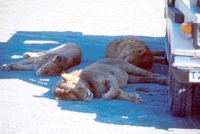 Lions resting in the shade