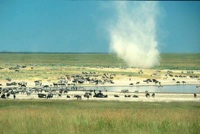 Dust devil at water hole