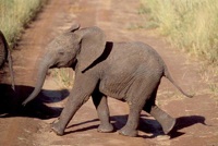 Baby elephant