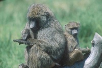 Baboons