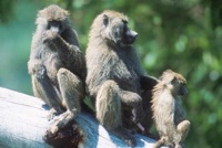 Baboons