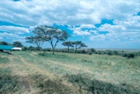 Serengeti campsite