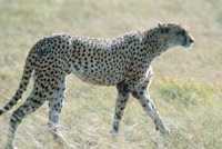 Cheetah