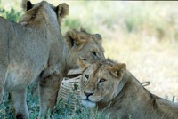 Lions