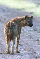 Spotted Hyena