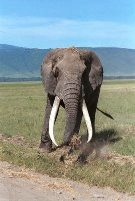 Elephant in Ngorongoro Crater