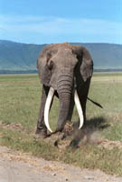 ../../travelrama/africa01/ngorongoro/294-26t.jpg