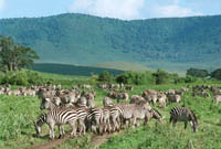 Zebra herd in Ngorongoro Crater