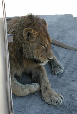 Lion in Ngorongoro Crater