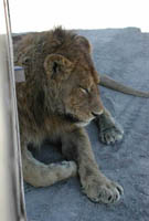 Lion in Ngorongoro Crater