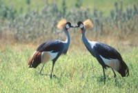 Crowned cranes