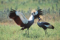 Crowned Cranes
