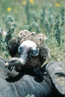 Vulture