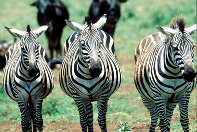 Zebra in the Ngorongoro Crater
