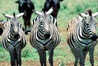 Zebra in Ngorongoro Crater