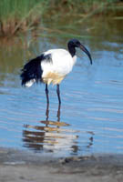 Sacred ibis