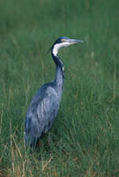 Heron