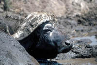 Buffalo in Ngorongoro Crater