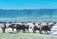 Buffalo