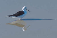 Black-winged stilt
