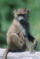 Baboon
