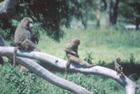Baboon family