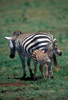 Zebra foal