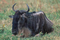 Wildebeest