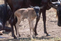 Newborn wildebeest calf