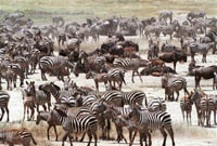 Zebra herd