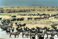 Herds of wildebeest and zebra